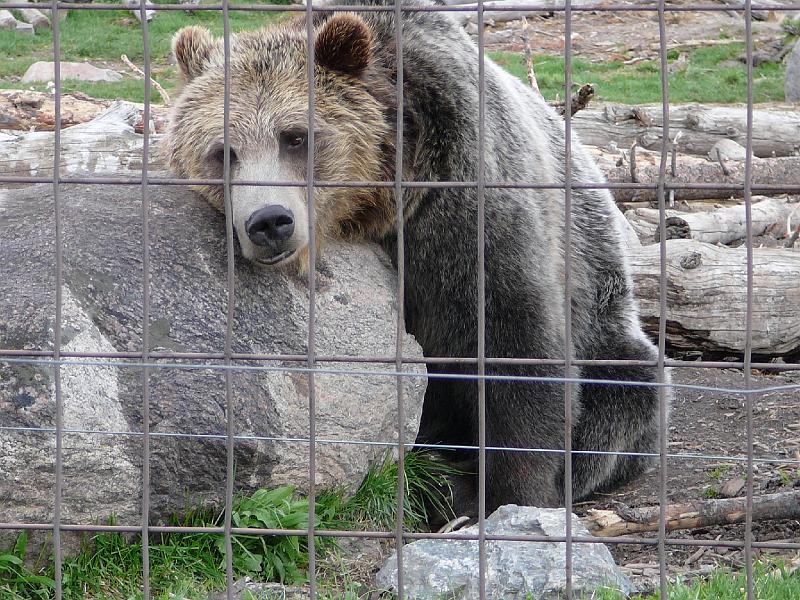 Griz bear resting.jpg - This Grizzly Bear's name is Sam.  He lives at the Grizzly and  Wolf Discovery Center in West Yellowstone, Idaho. He helps educate his visitors about bears in the wild.